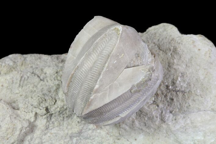 Blastoid (Pentremites) Fossil - Illinois #68946